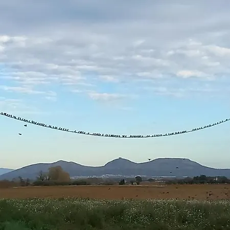 Happy Nest In Village Pals